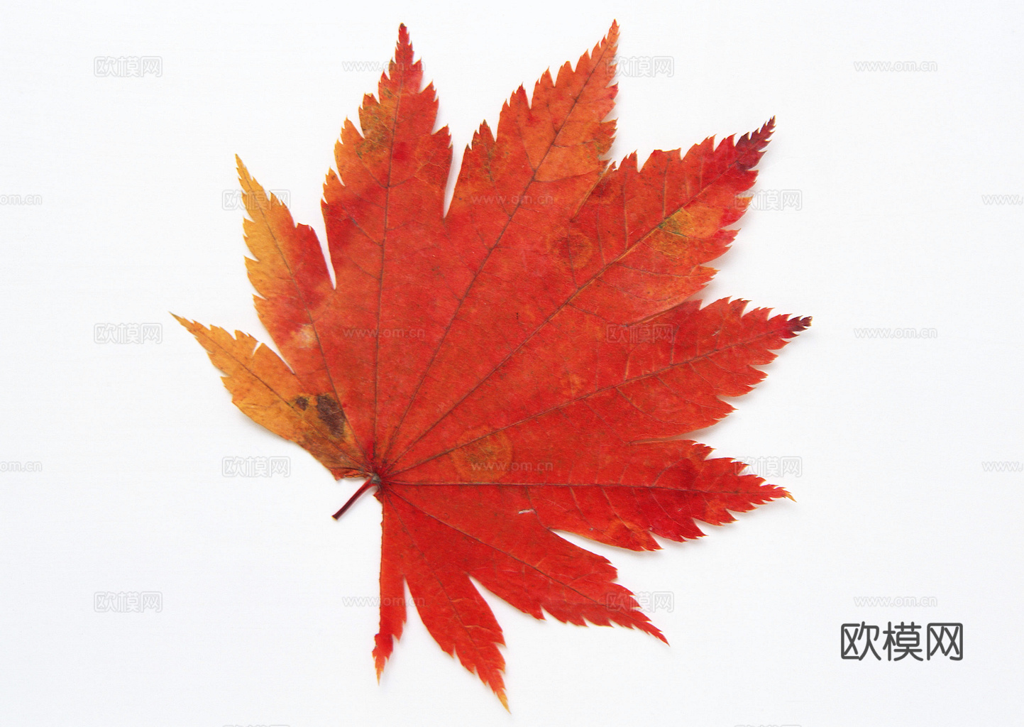 植物树叶 叶子  叶片纹理 绿叶 黄叶 红叶 绿植下载