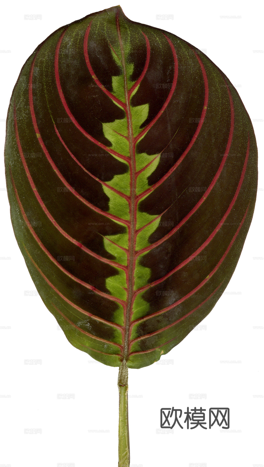 植物树叶 叶子  叶片纹理 绿叶 黄叶 红叶 绿植下载