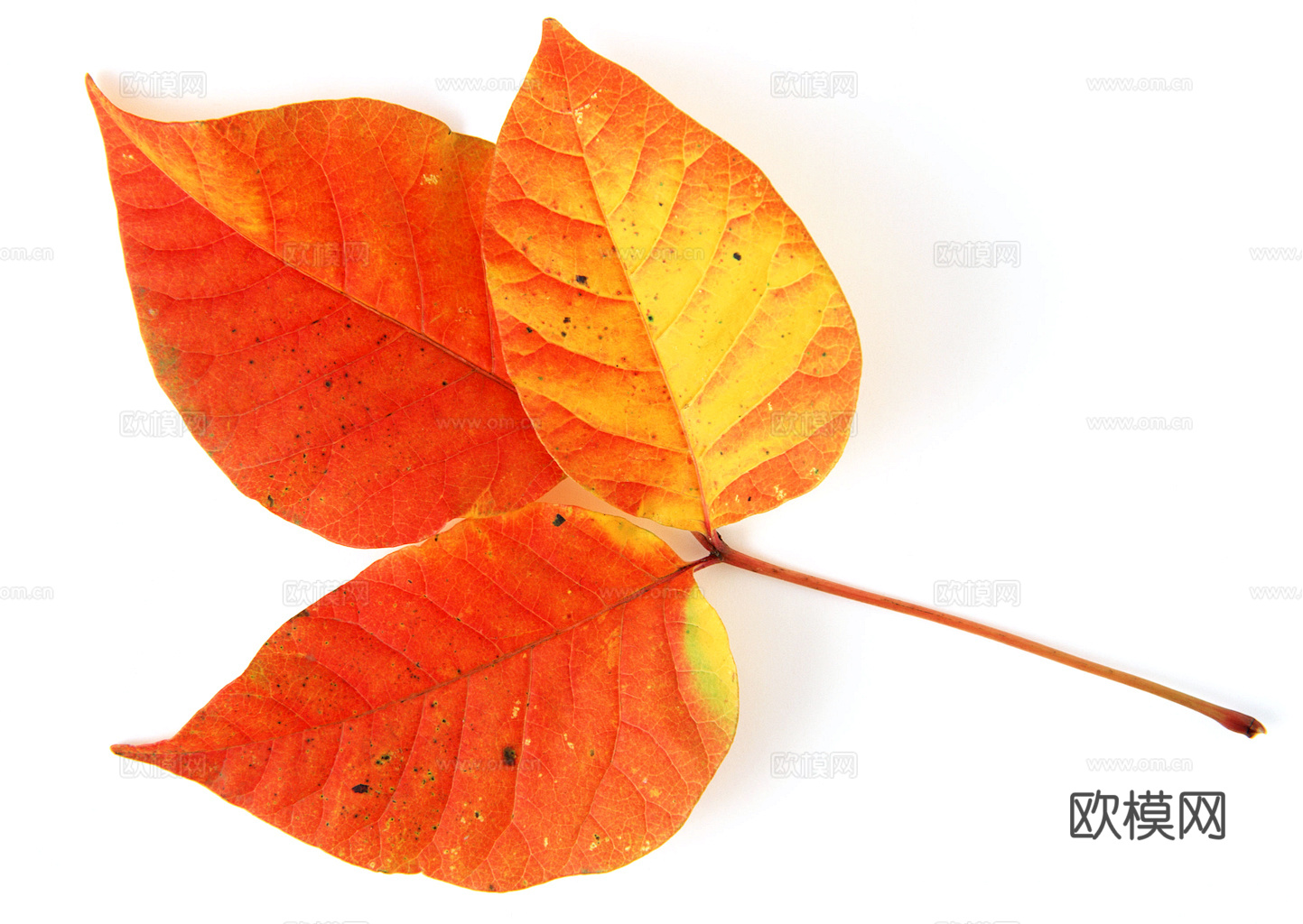 植物树叶 叶子  叶片纹理 绿叶 黄叶 红叶 绿植下载