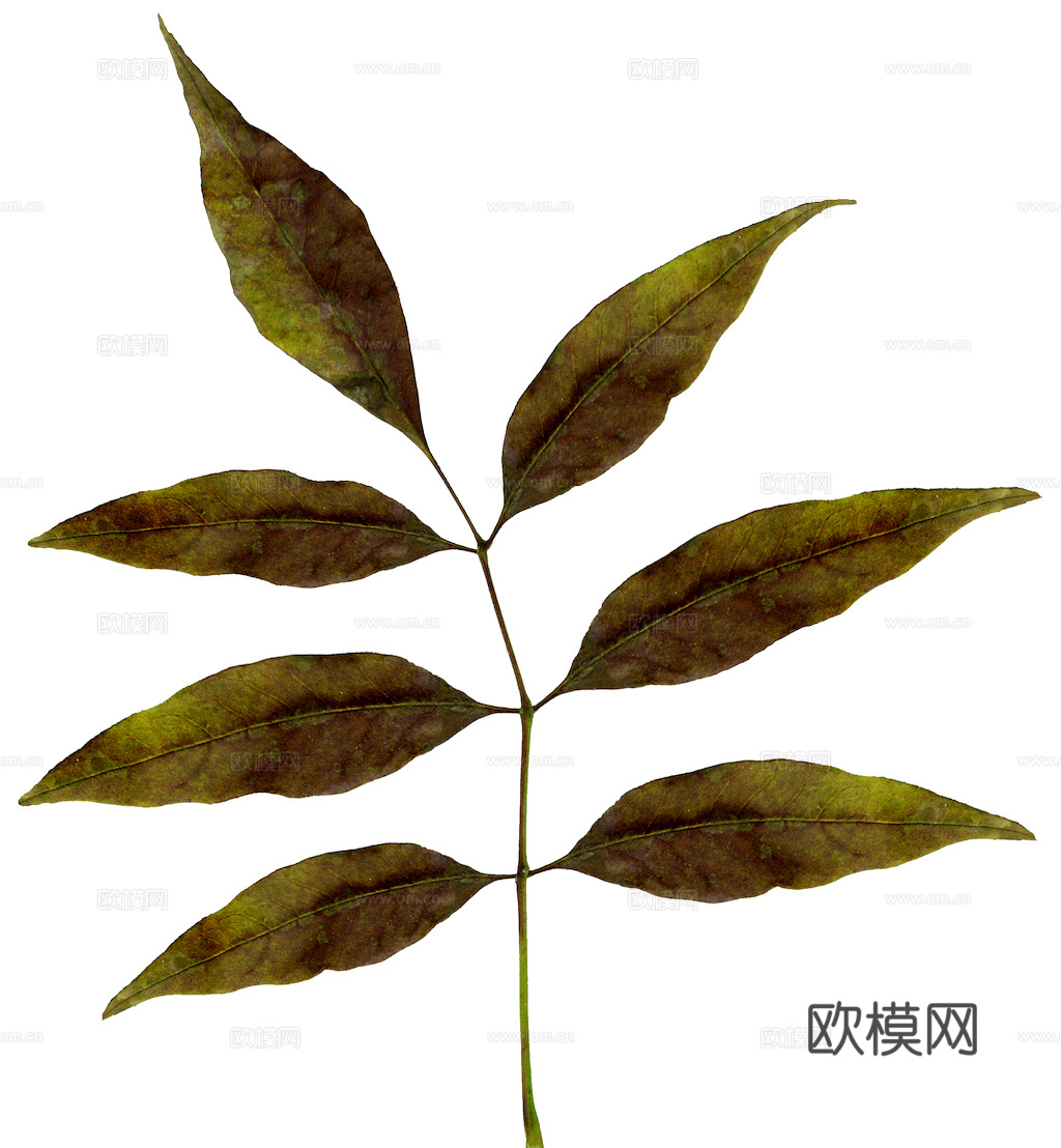 植物树叶 叶子  叶片纹理 绿叶 黄叶 红叶 绿植下载