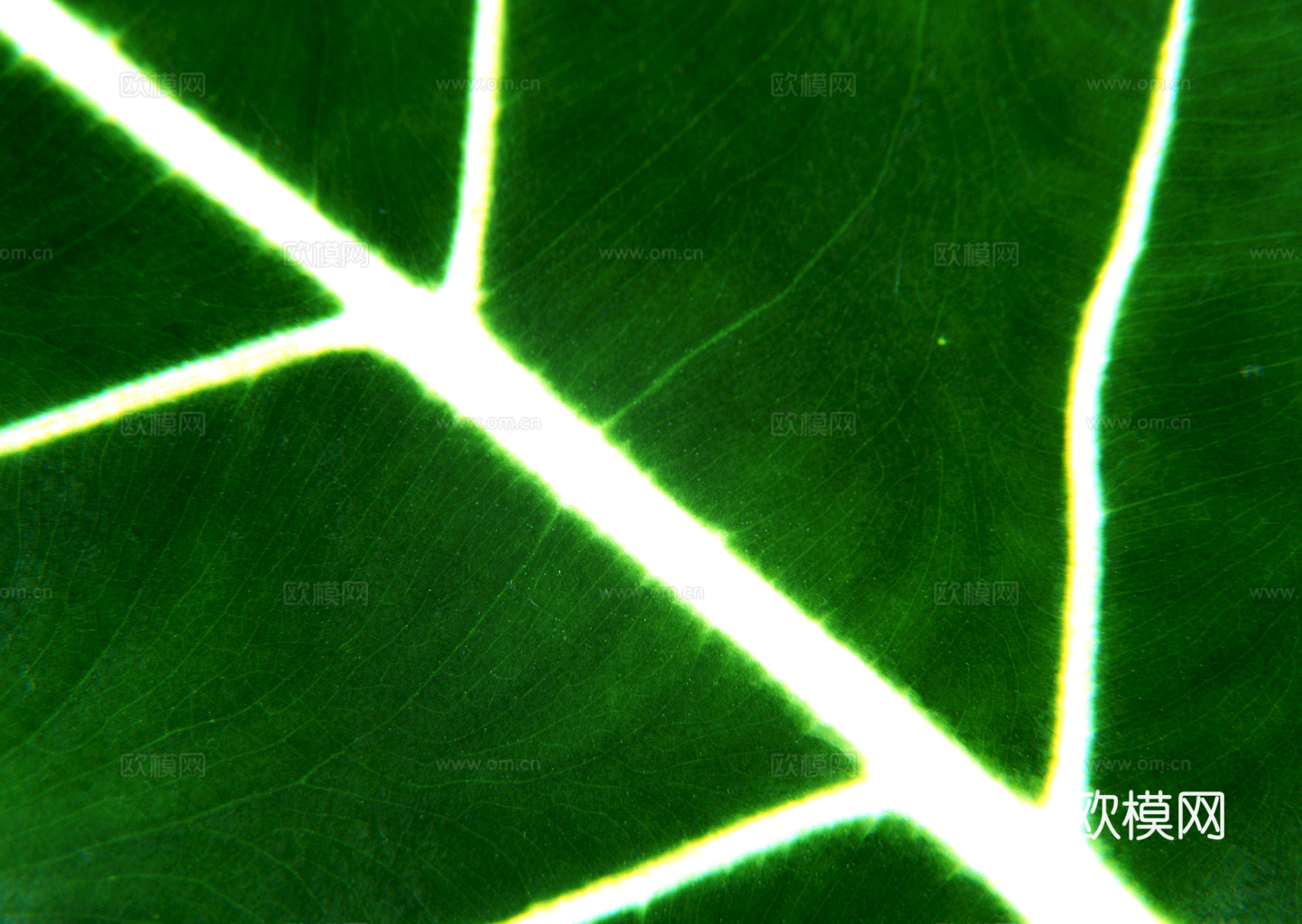 植物树叶 叶子  叶片纹理 绿叶 黄叶 红叶 绿植下载