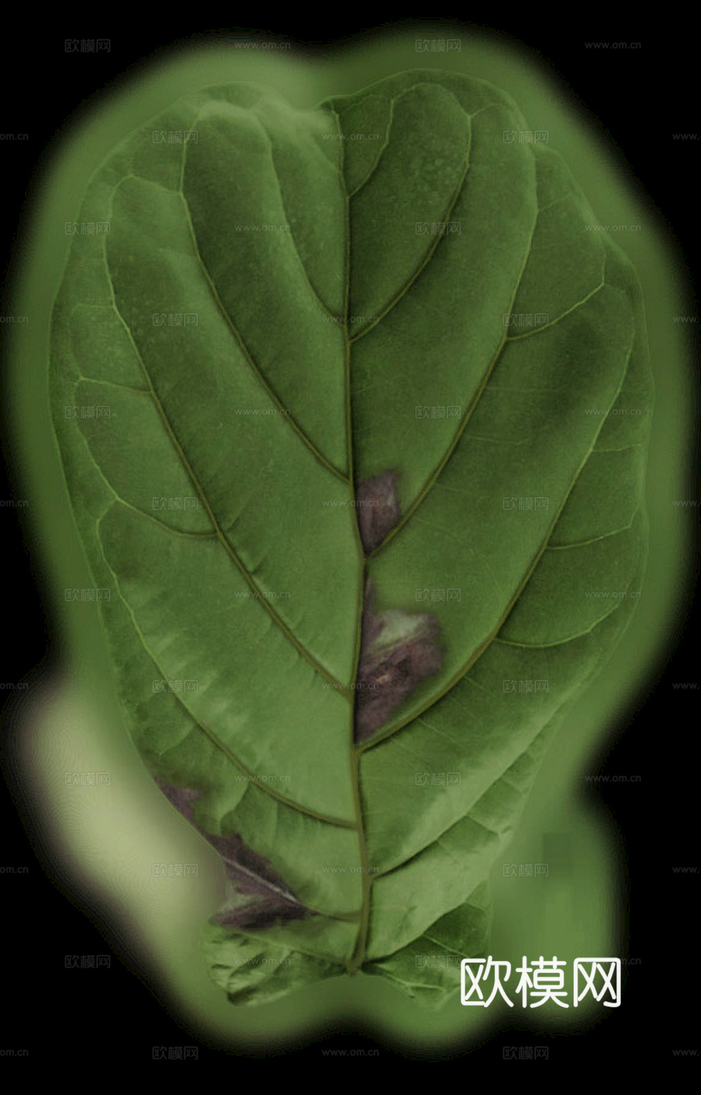 植物树叶 叶子  叶片纹理 绿叶 黄叶 红叶 绿植下载