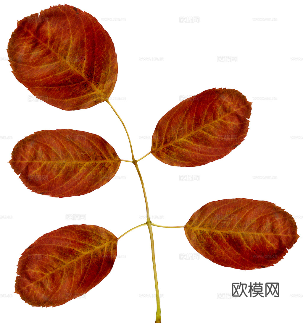 植物树叶 叶子  叶片纹理 绿叶 黄叶 红叶 绿植下载