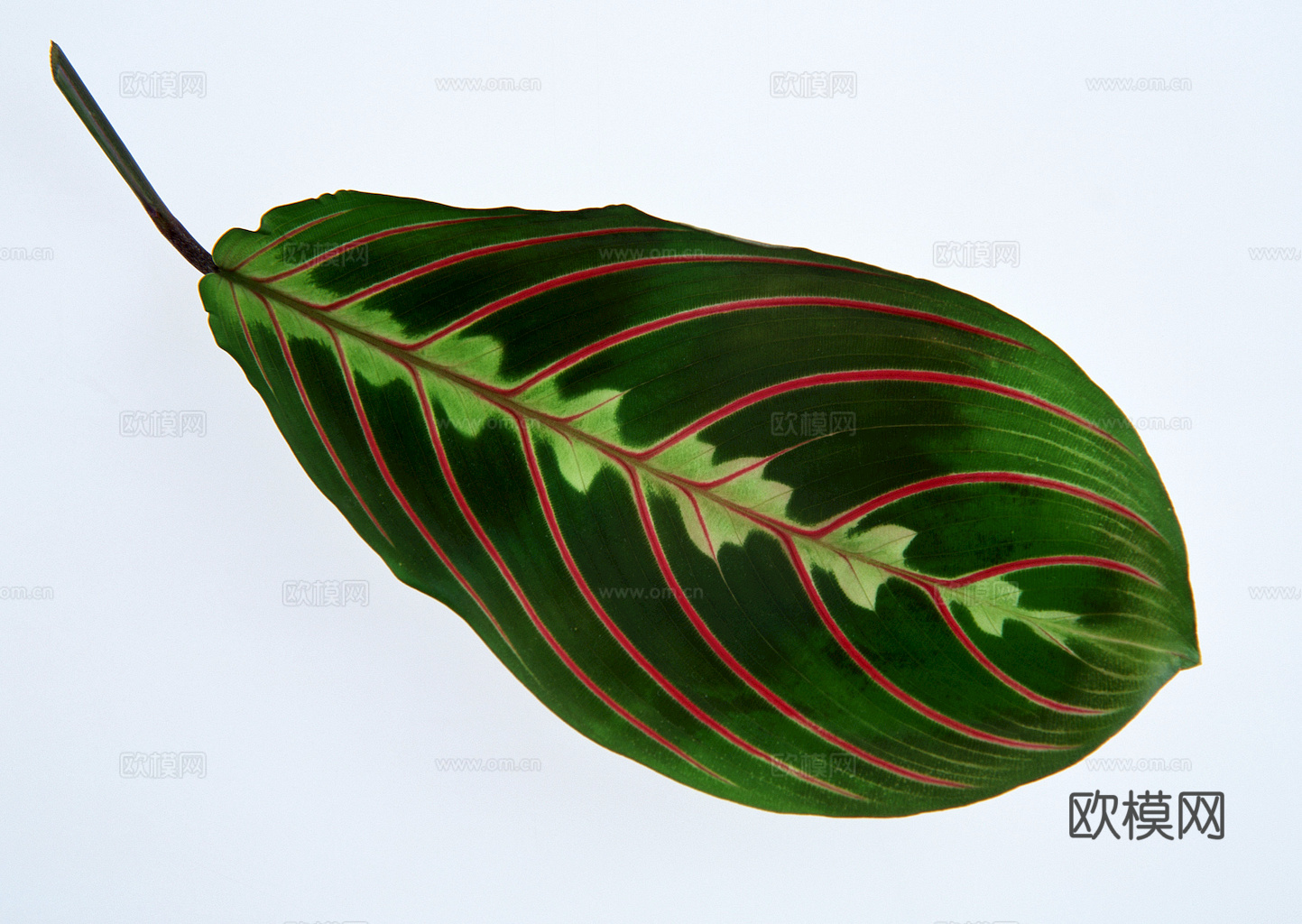 植物树叶 叶子  叶片纹理 绿叶 黄叶 红叶 绿植下载