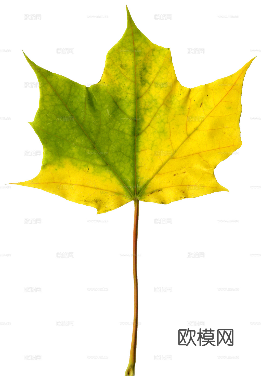 植物树叶 叶子  叶片纹理 绿叶 黄叶 红叶 绿植下载