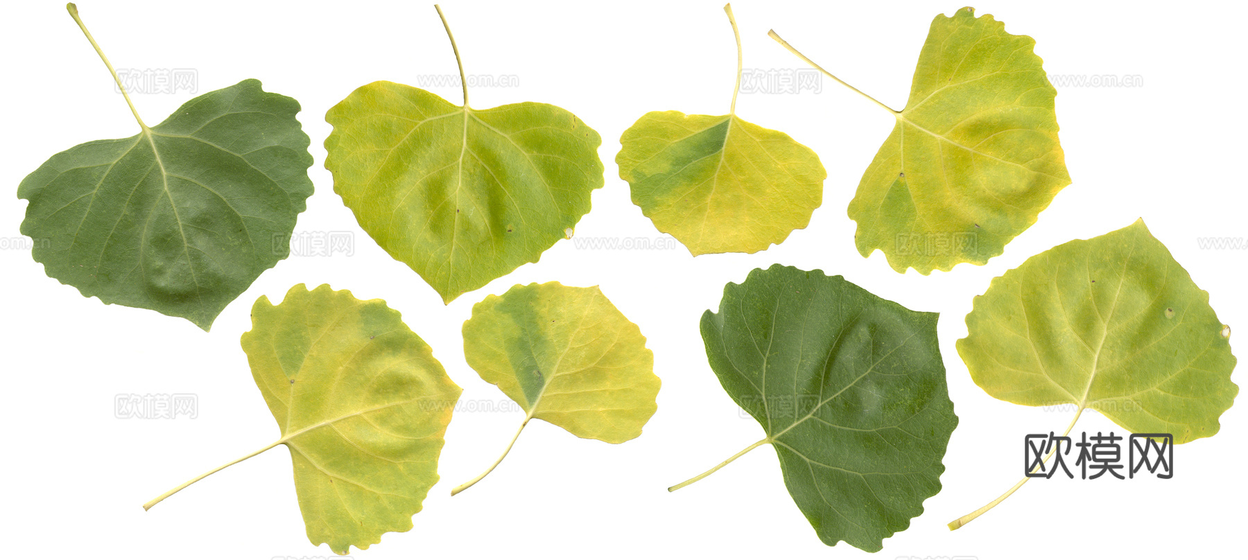 植物树叶 叶子  叶片纹理 绿叶 黄叶 红叶 绿植下载