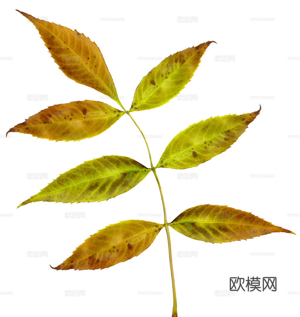 植物树叶 叶子  叶片纹理 绿叶 黄叶 红叶 绿植下载