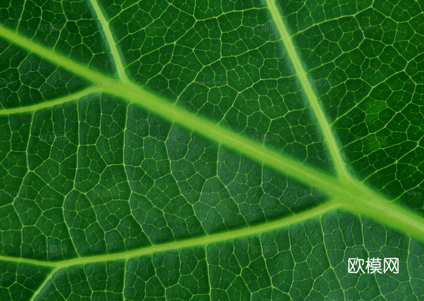 植物树叶 叶子  叶片纹理 绿叶 黄叶 红叶 绿植下载