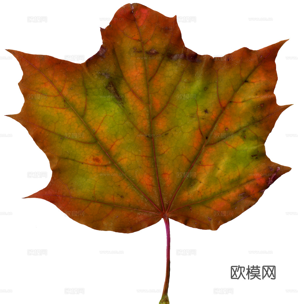 植物树叶 叶子  叶片纹理 绿叶 黄叶 红叶 绿植下载