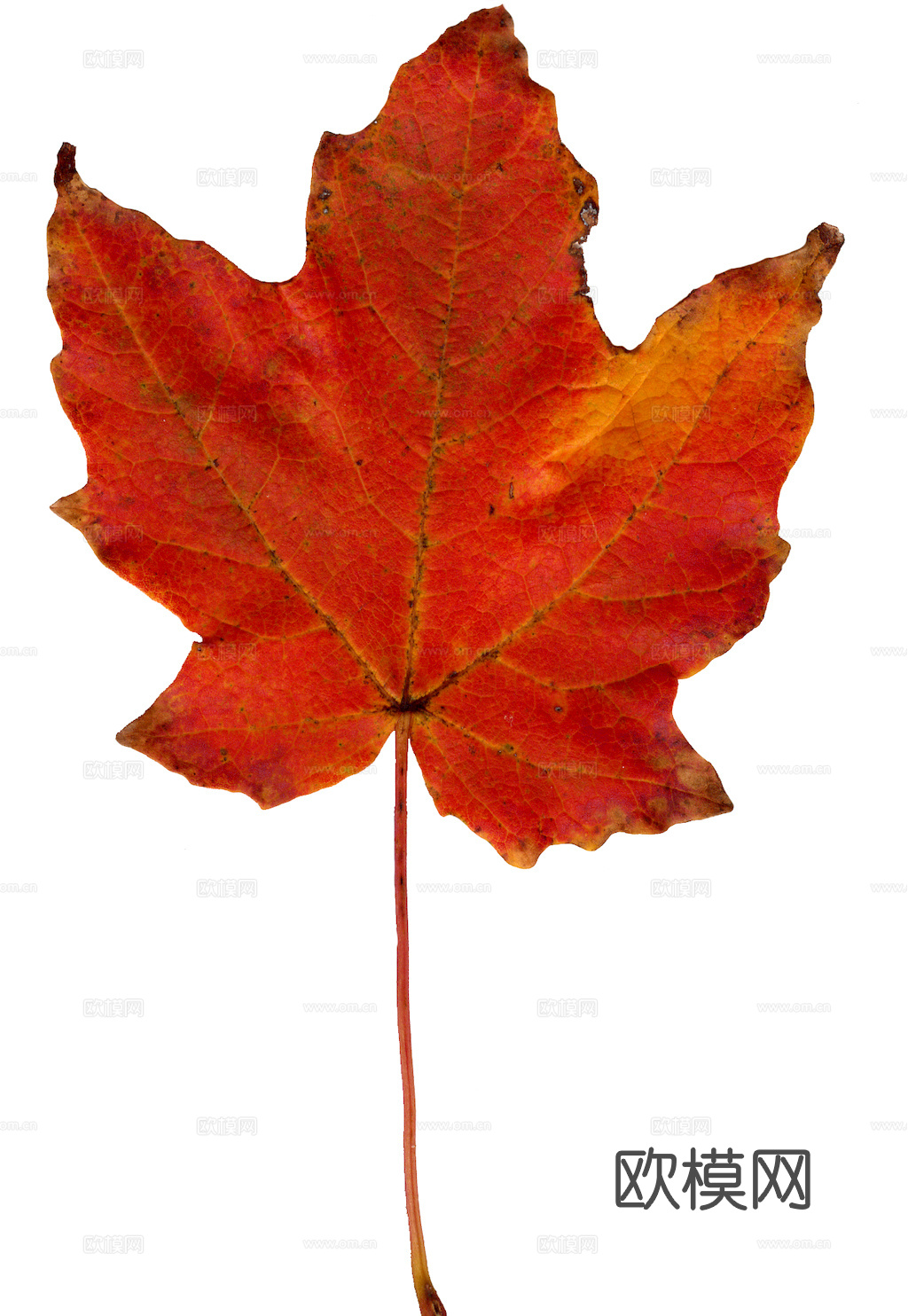 植物树叶 叶子  叶片纹理 绿叶 黄叶 红叶 绿植下载