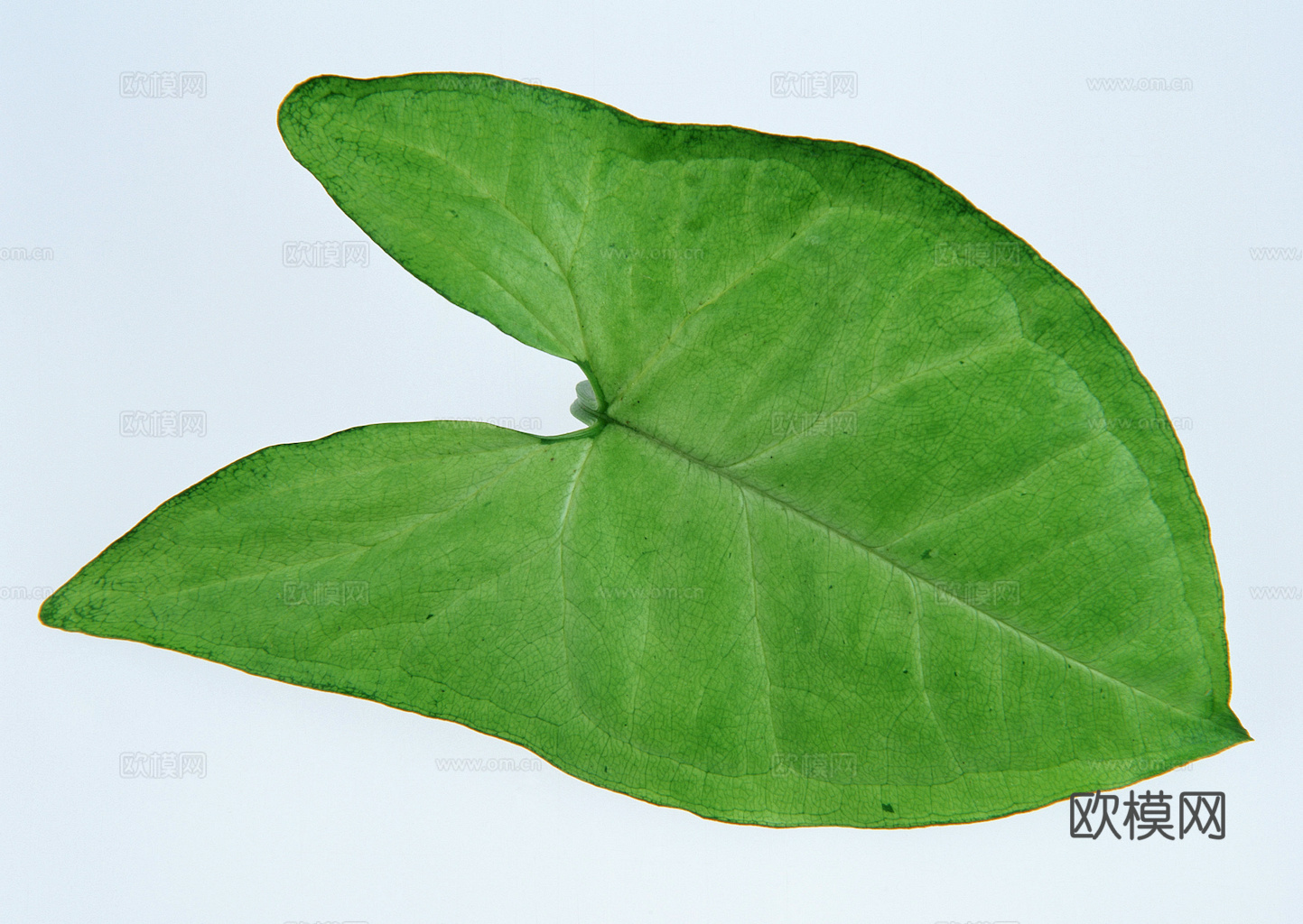 植物树叶 叶子  叶片纹理 绿叶 黄叶 红叶 绿植下载