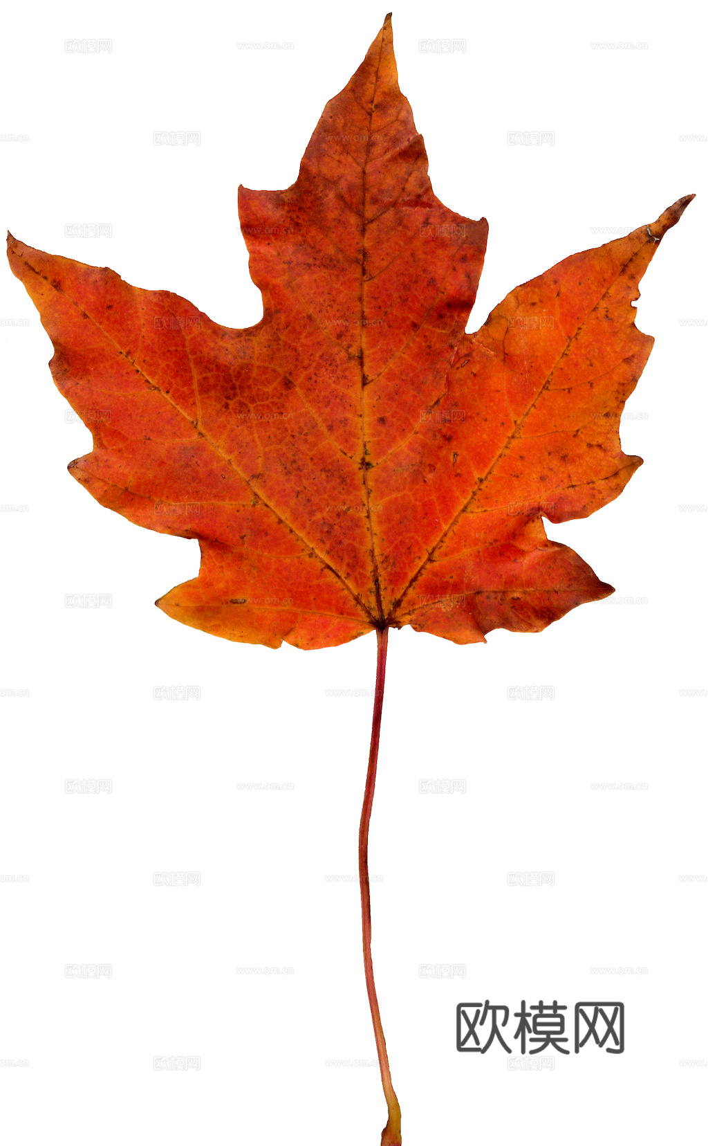 植物树叶 叶子  叶片纹理 绿叶 黄叶 红叶 绿植下载