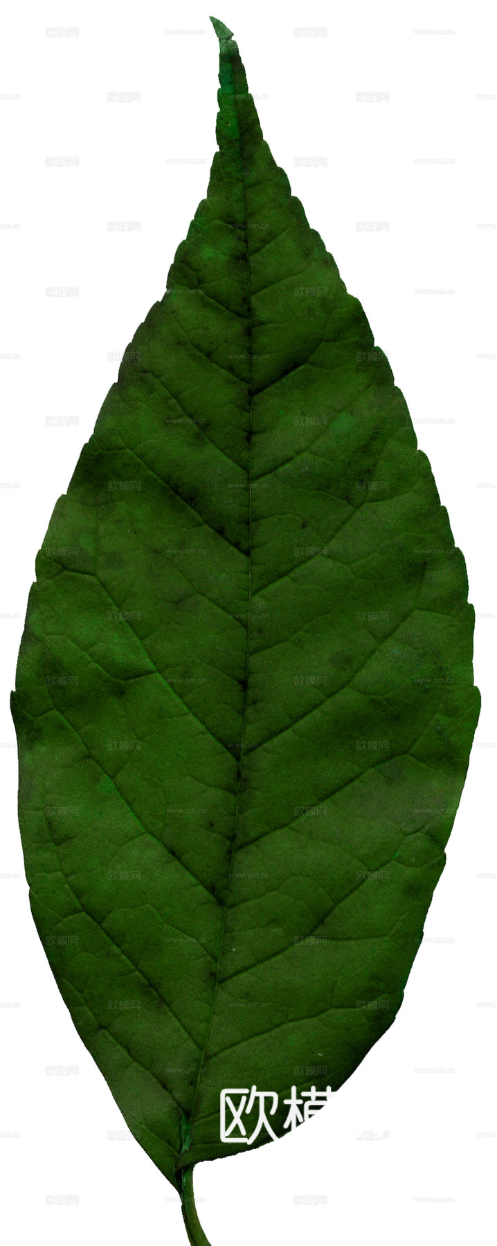 植物树叶 叶子  叶片纹理 绿叶 黄叶 红叶 绿植下载