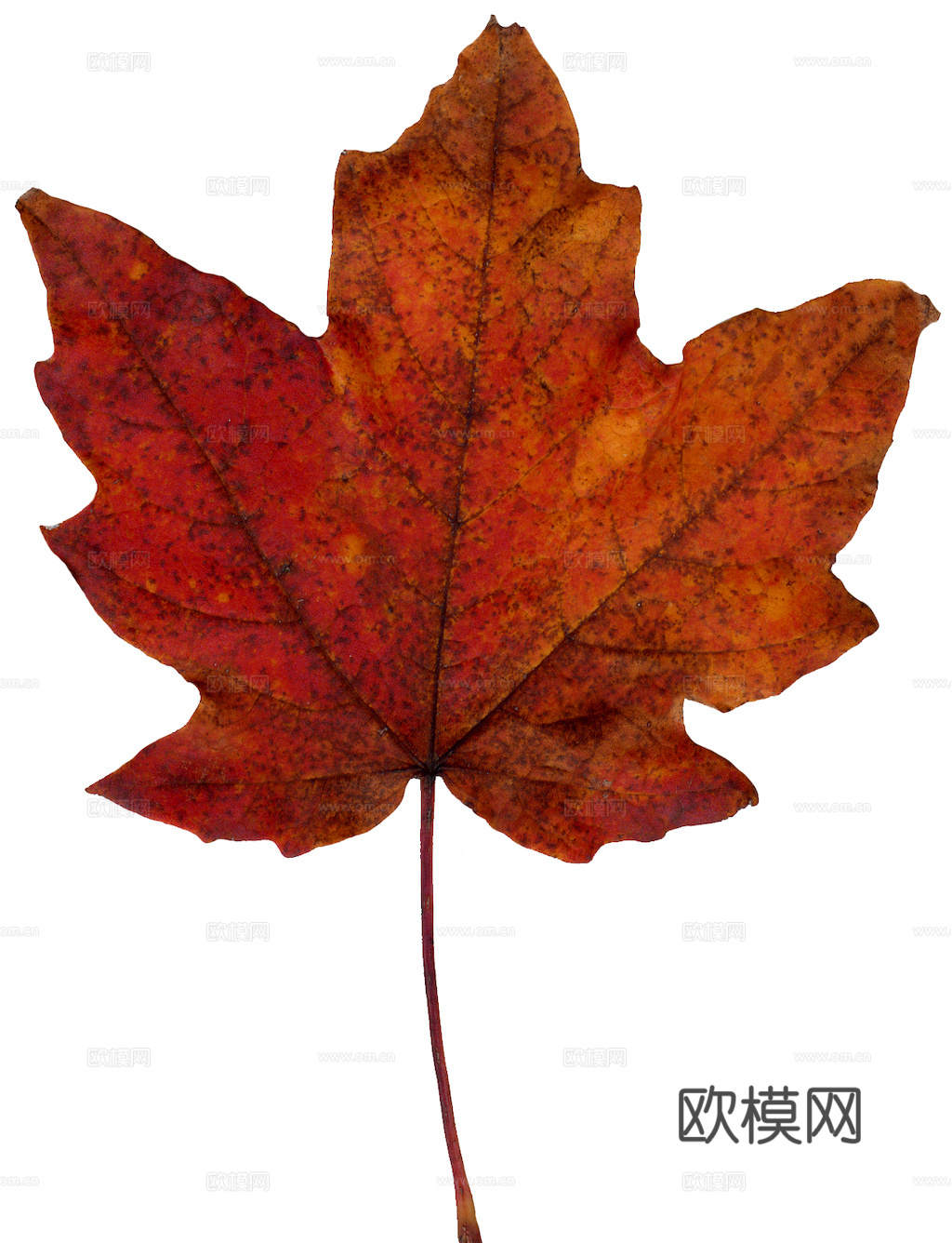 植物树叶 叶子  叶片纹理 绿叶 黄叶 红叶 绿植下载