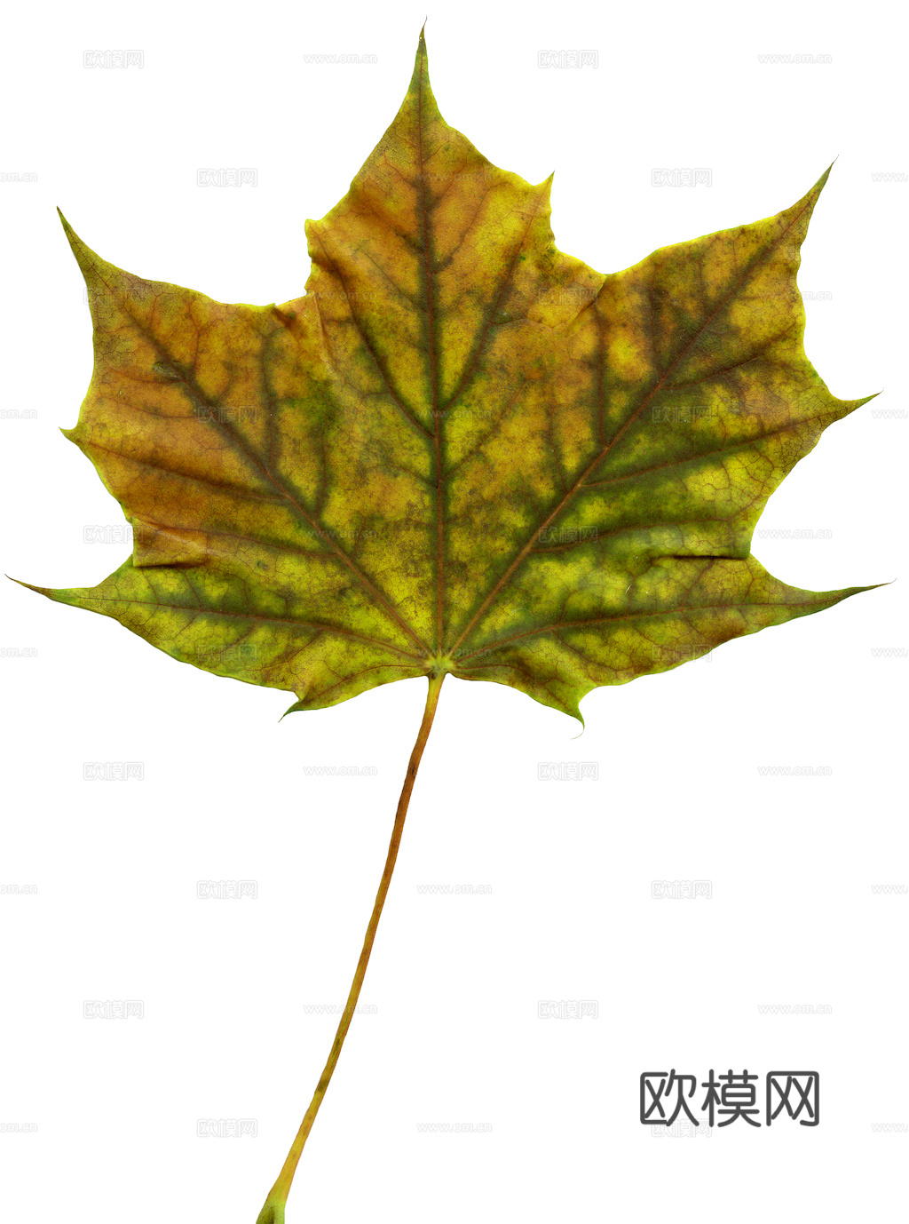 植物树叶 叶子  叶片纹理 绿叶 黄叶 红叶 绿植下载