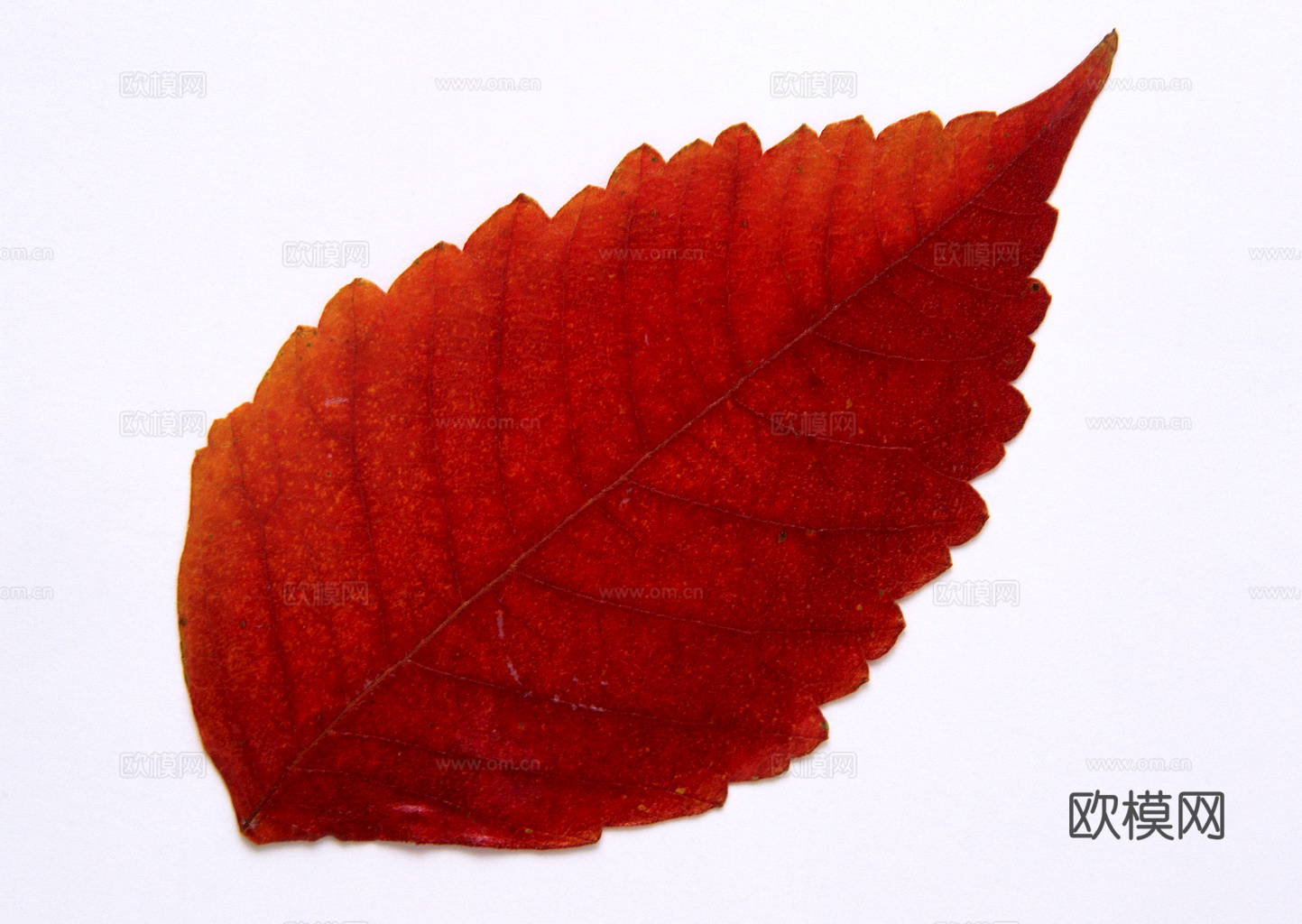 植物树叶 叶子  叶片纹理 绿叶 黄叶 红叶 绿植下载