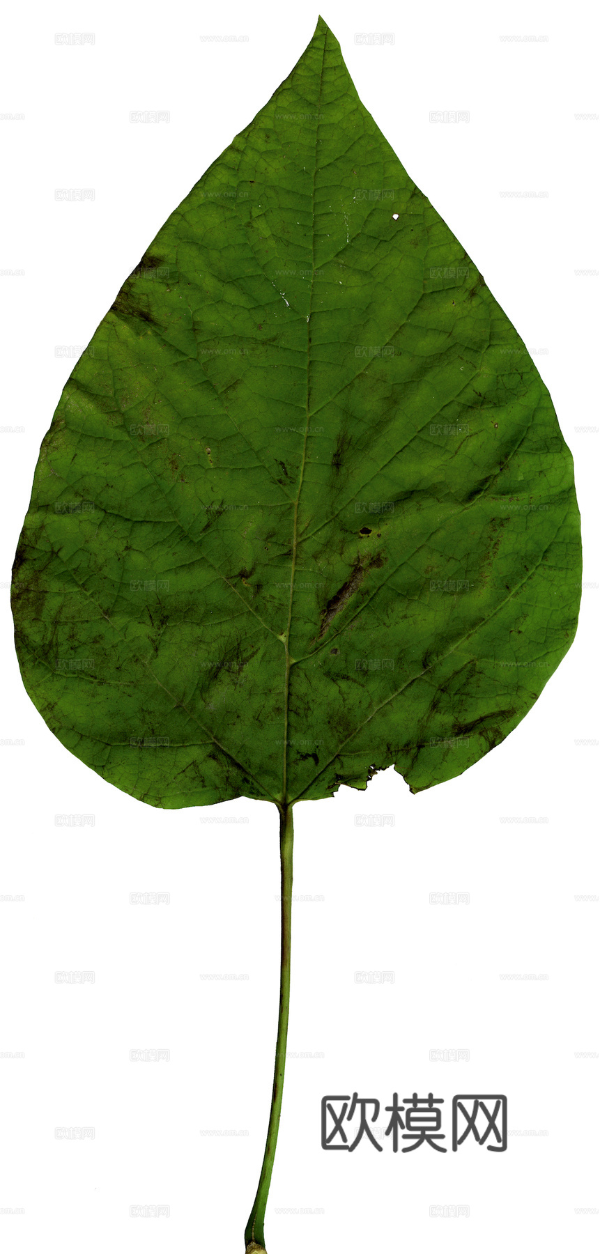 植物树叶 叶子  叶片纹理 绿叶 黄叶 红叶 绿植下载