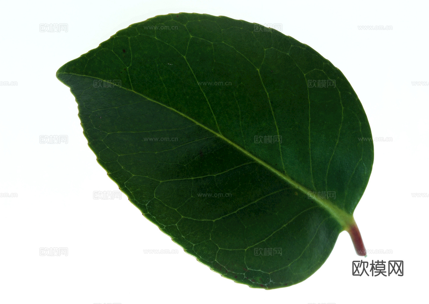 植物树叶 叶子  叶片纹理 绿叶 黄叶 红叶 绿植下载