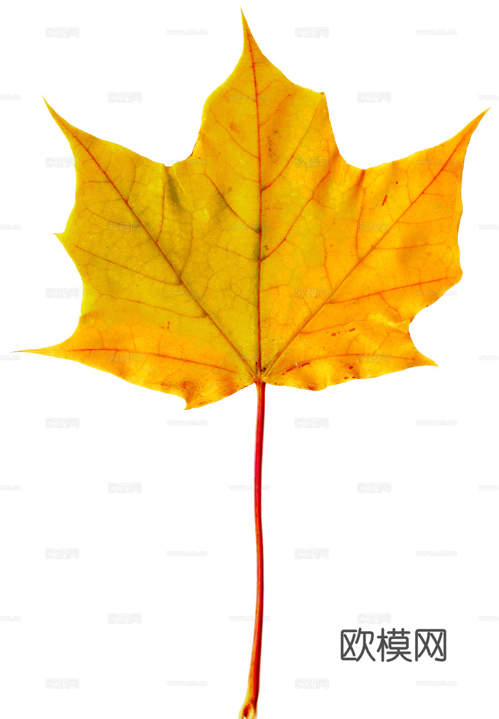 植物树叶 叶子  叶片纹理 绿叶 黄叶 红叶 绿植下载