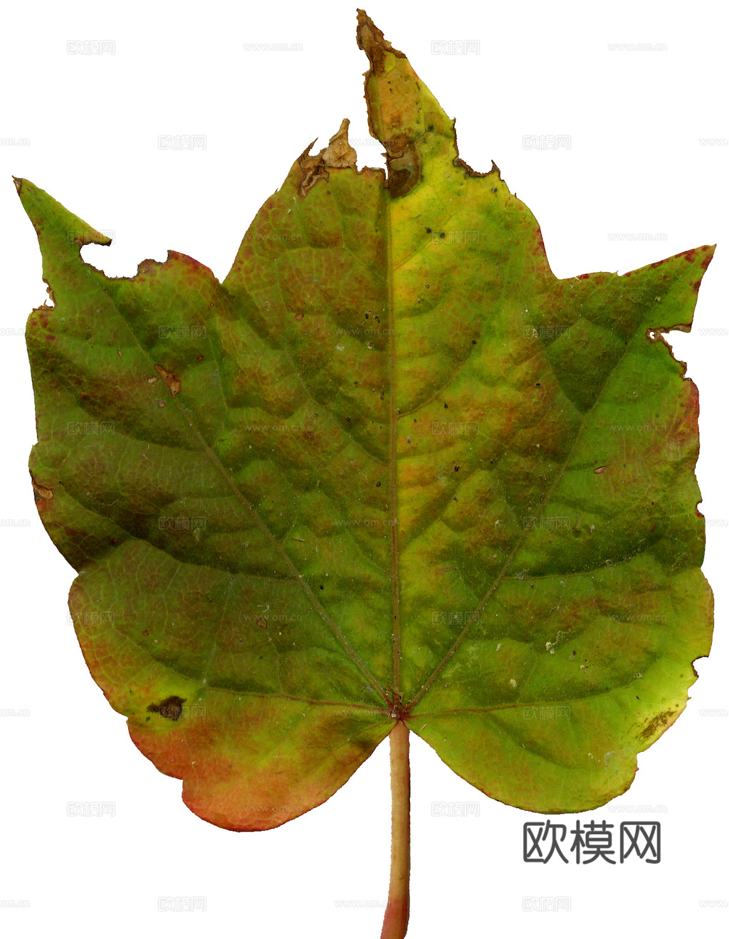 植物树叶 叶子  叶片纹理 绿叶 黄叶 红叶 绿植下载