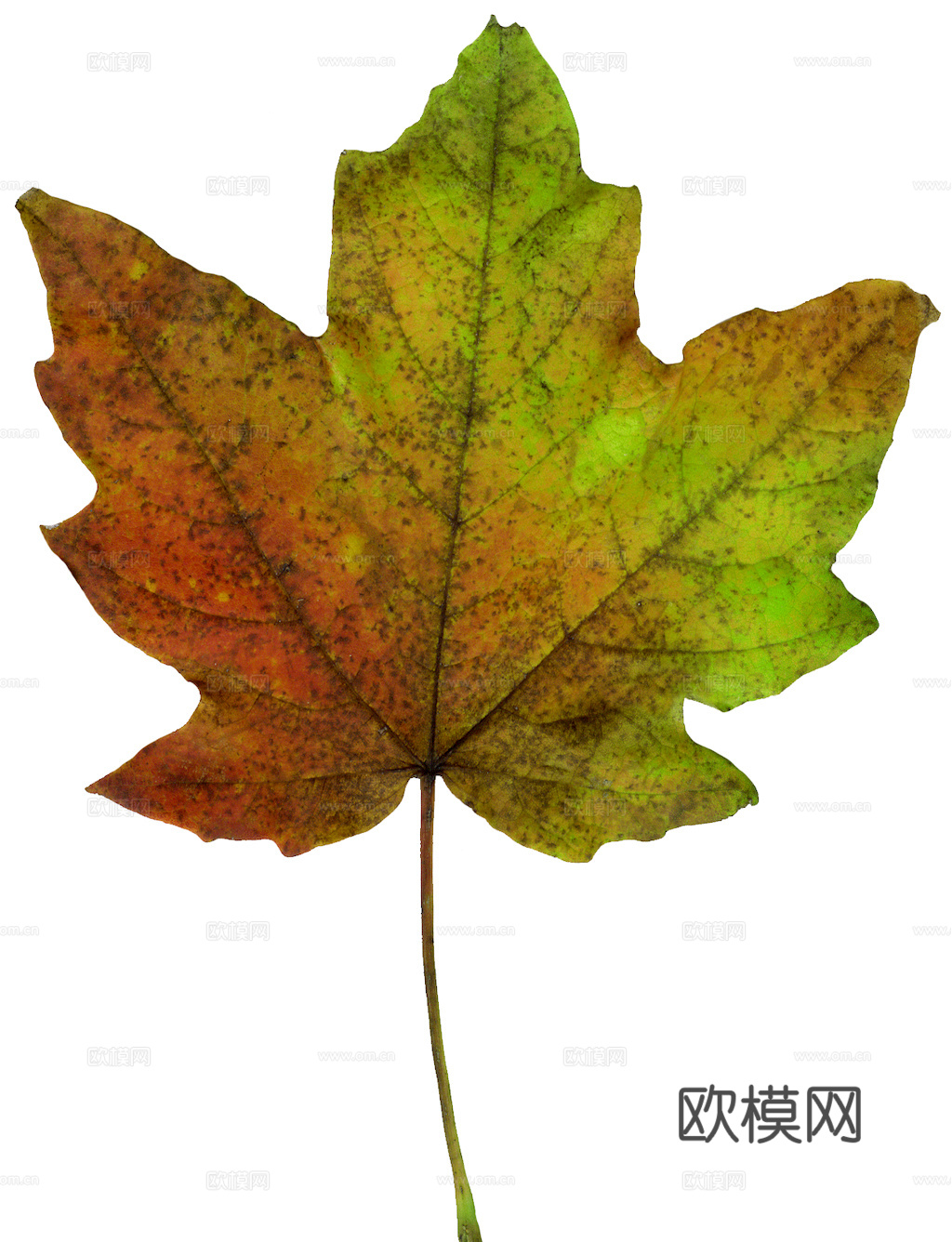 植物树叶 叶子  叶片纹理 绿叶 黄叶 红叶 绿植下载