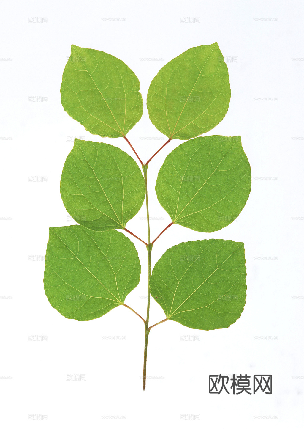 植物树叶 叶子  叶片纹理 绿叶 黄叶 红叶 绿植下载