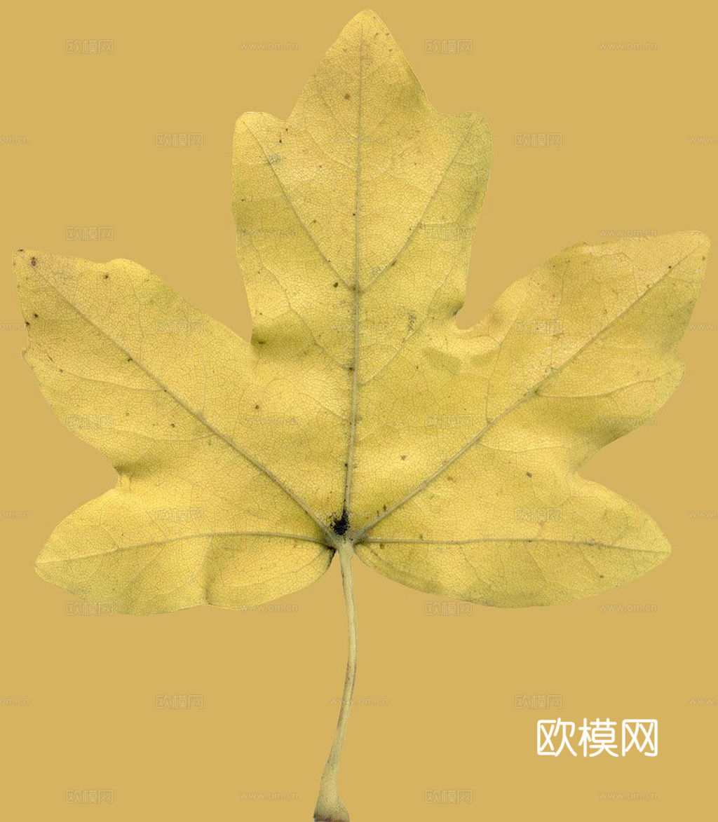 植物树叶 叶子  叶片纹理 绿叶 黄叶 红叶 绿植下载