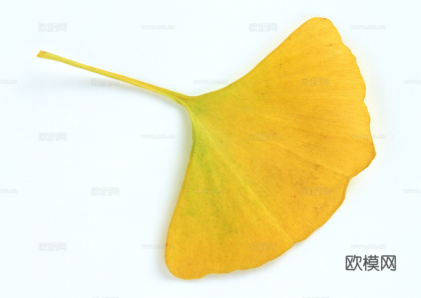 植物树叶 叶子  叶片纹理 绿叶 黄叶 红叶 绿植下载