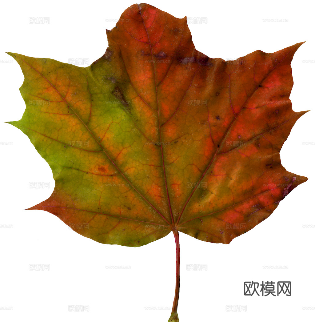 植物树叶 叶子  叶片纹理 绿叶 黄叶 红叶 绿植下载