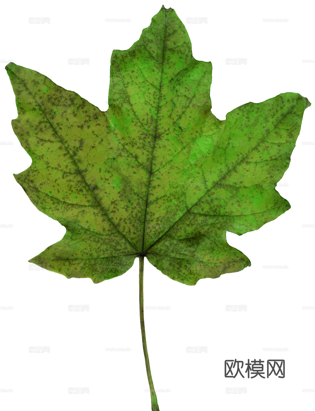 植物树叶 叶子  叶片纹理 绿叶 黄叶 红叶 绿植下载