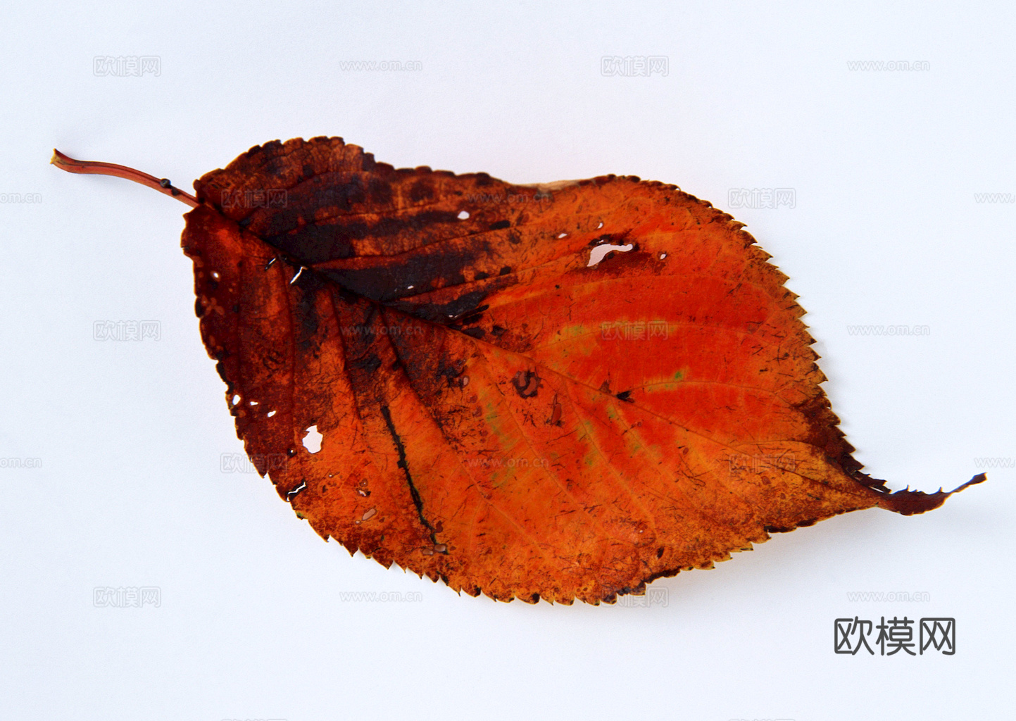 植物树叶 叶子  叶片纹理 绿叶 黄叶 红叶 绿植下载