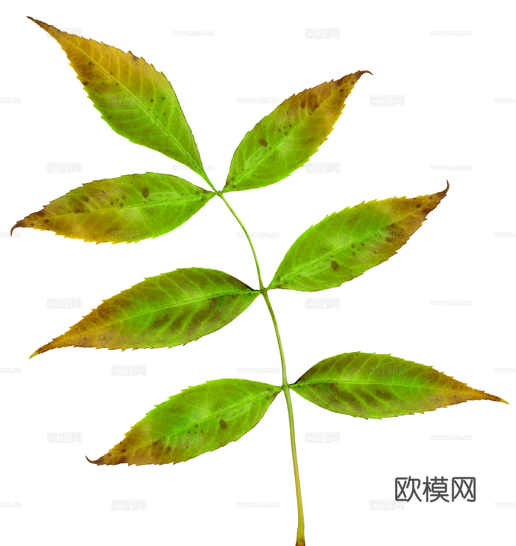 植物树叶 叶子  叶片纹理 绿叶 黄叶 红叶 绿植下载