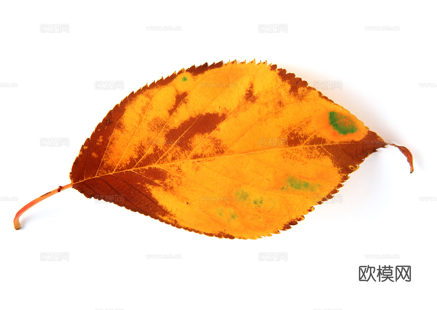 植物树叶 叶子  叶片纹理 绿叶 黄叶 红叶 绿植下载