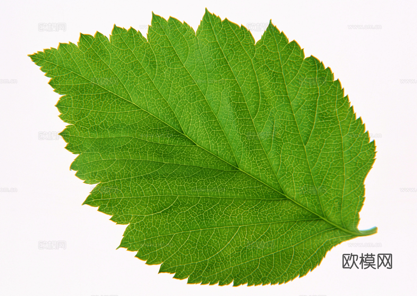 植物树叶 叶子  叶片纹理 绿叶 黄叶 红叶 绿植下载