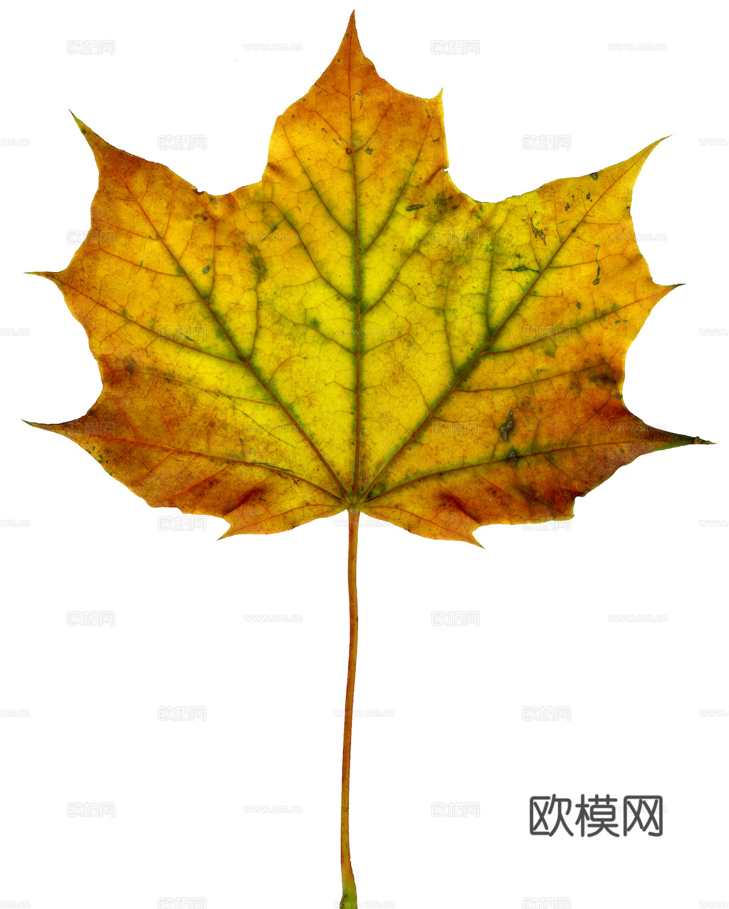 植物树叶 叶子  叶片纹理 绿叶 黄叶 红叶 绿植下载