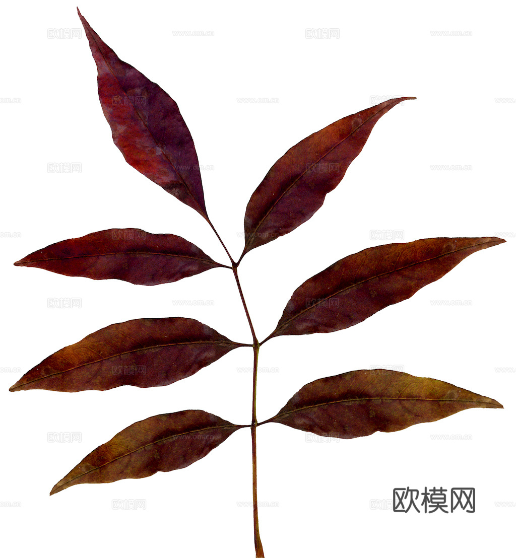 植物树叶 叶子  叶片纹理 绿叶 黄叶 红叶 绿植下载