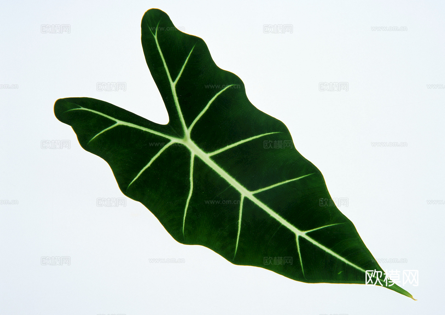 植物树叶 叶子  叶片纹理 绿叶 黄叶 红叶 绿植下载