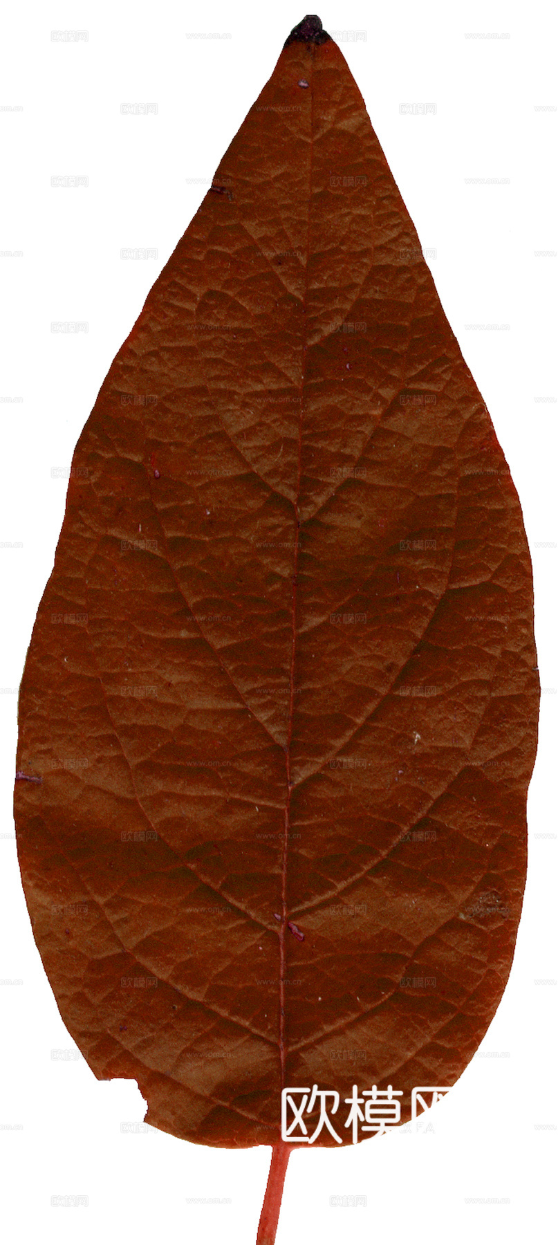 植物树叶 叶子  叶片纹理 绿叶 黄叶 红叶 绿植下载