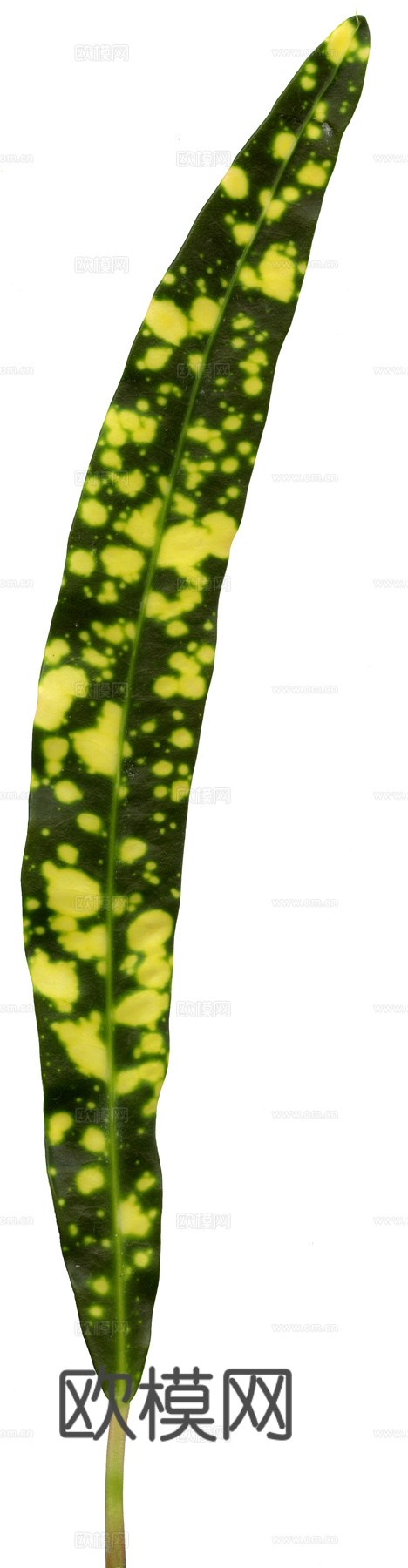 植物树叶 叶子  叶片纹理 绿叶 黄叶 红叶 绿植下载