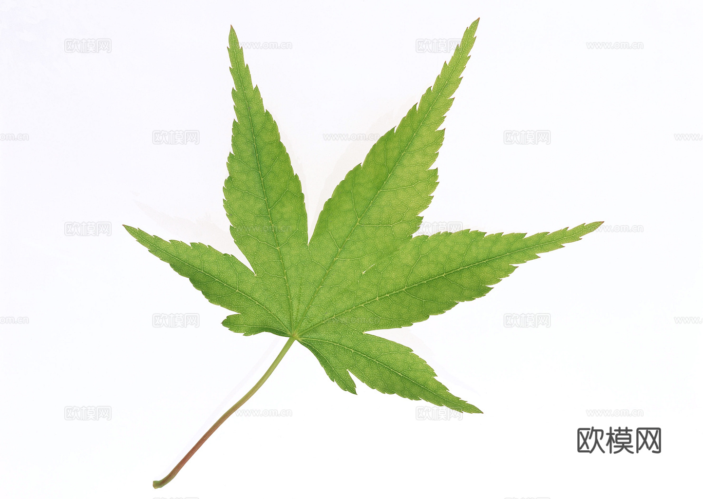 植物树叶 叶子  叶片纹理 绿叶 黄叶 红叶 绿植下载