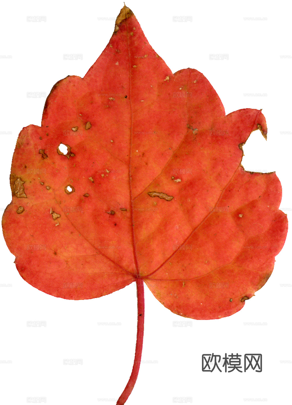 植物树叶 叶子  叶片纹理 绿叶 黄叶 红叶 绿植下载