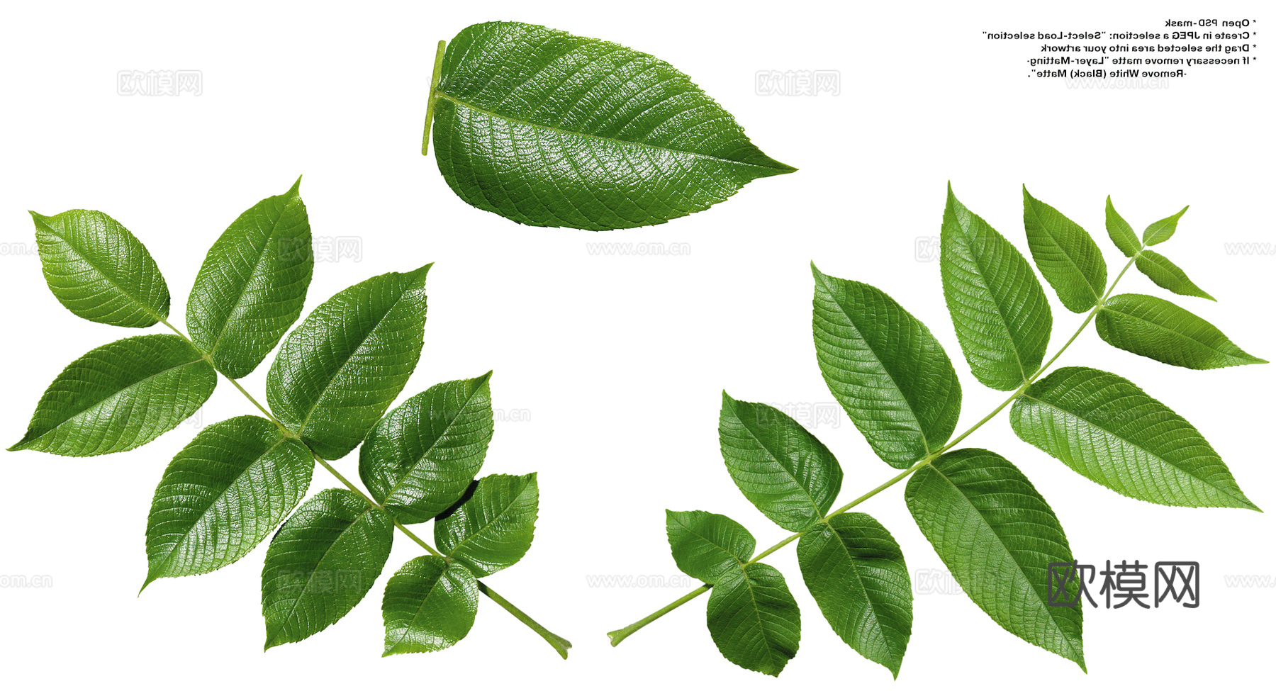 植物树叶 叶子  叶片纹理 绿叶 黄叶 红叶 绿植下载