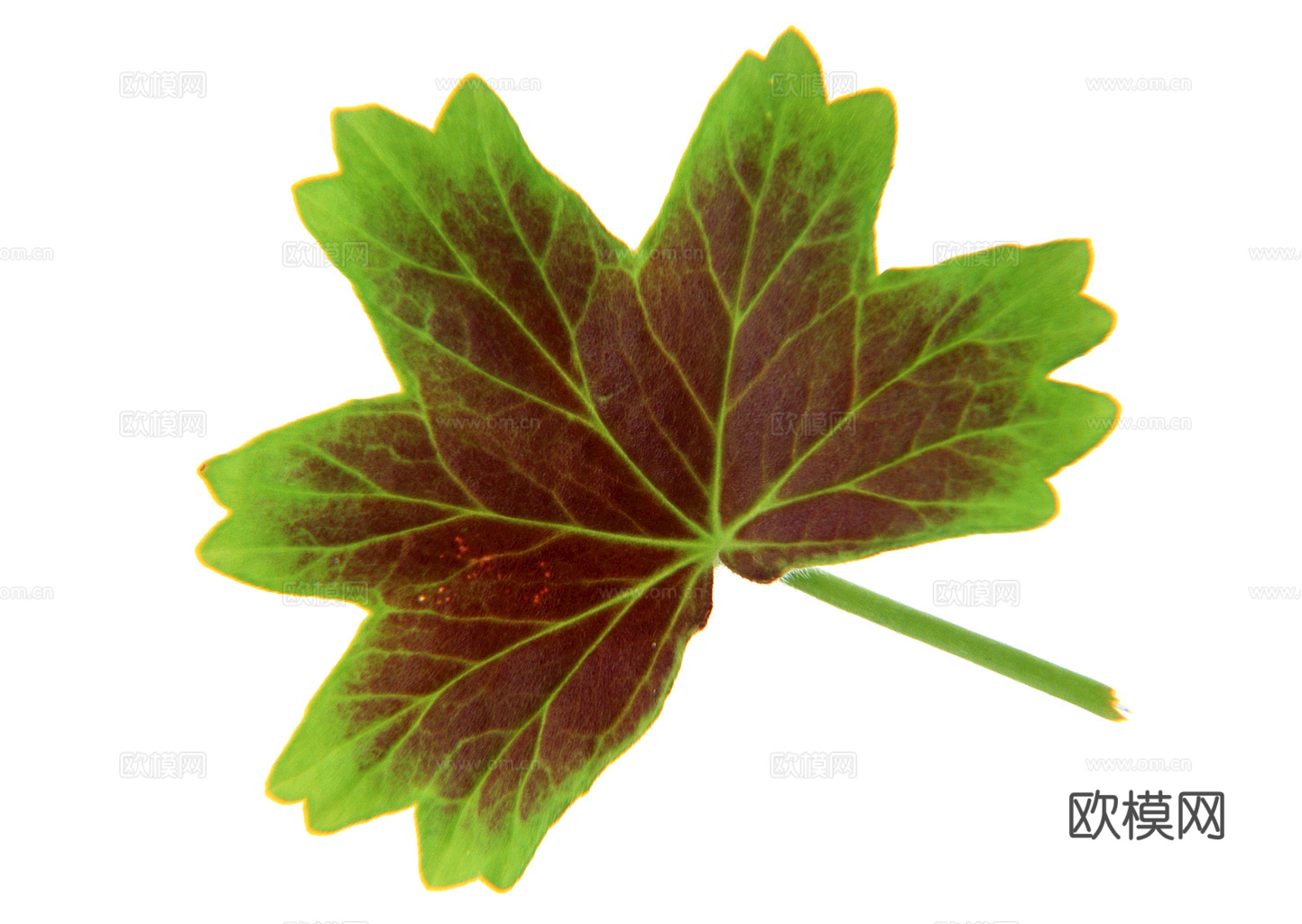 植物树叶 叶子  叶片纹理 绿叶 黄叶 红叶 绿植下载