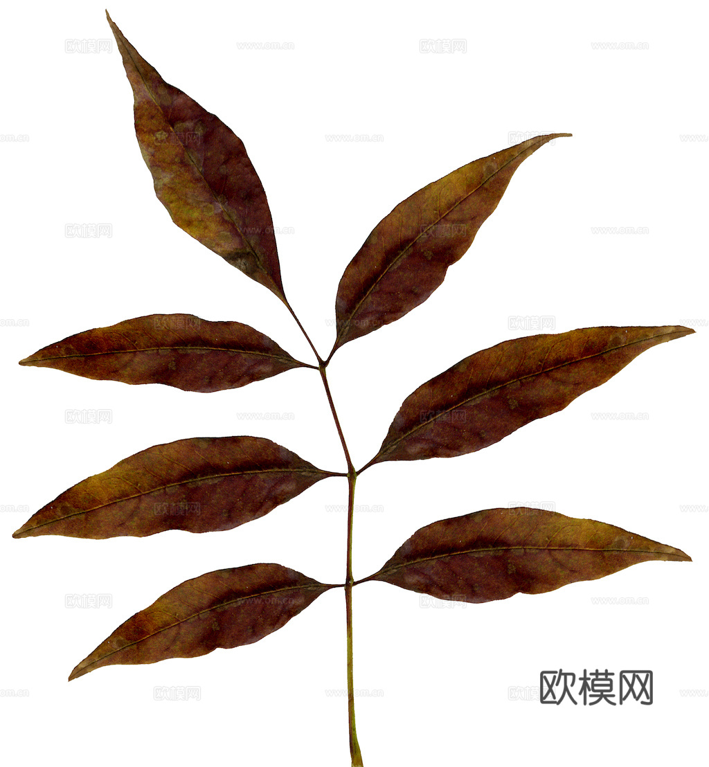 植物树叶 叶子  叶片纹理 绿叶 黄叶 红叶 绿植下载