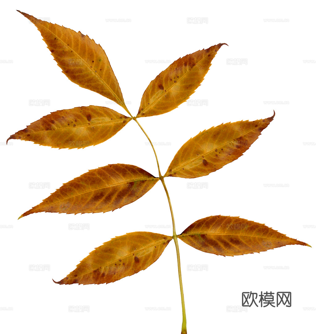 植物树叶 叶子  叶片纹理 绿叶 黄叶 红叶 绿植下载