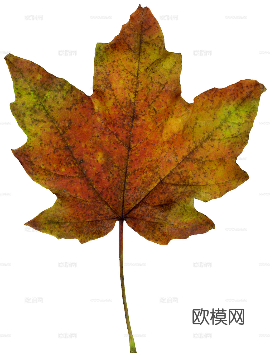 植物树叶 叶子  叶片纹理 绿叶 黄叶 红叶 绿植下载