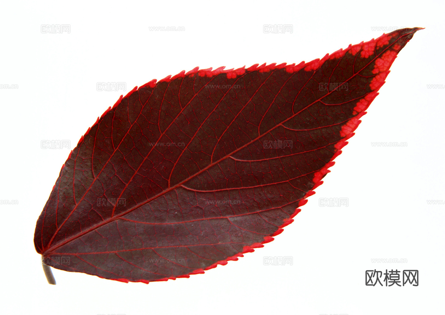 植物树叶 叶子  叶片纹理 绿叶 黄叶 红叶 绿植下载