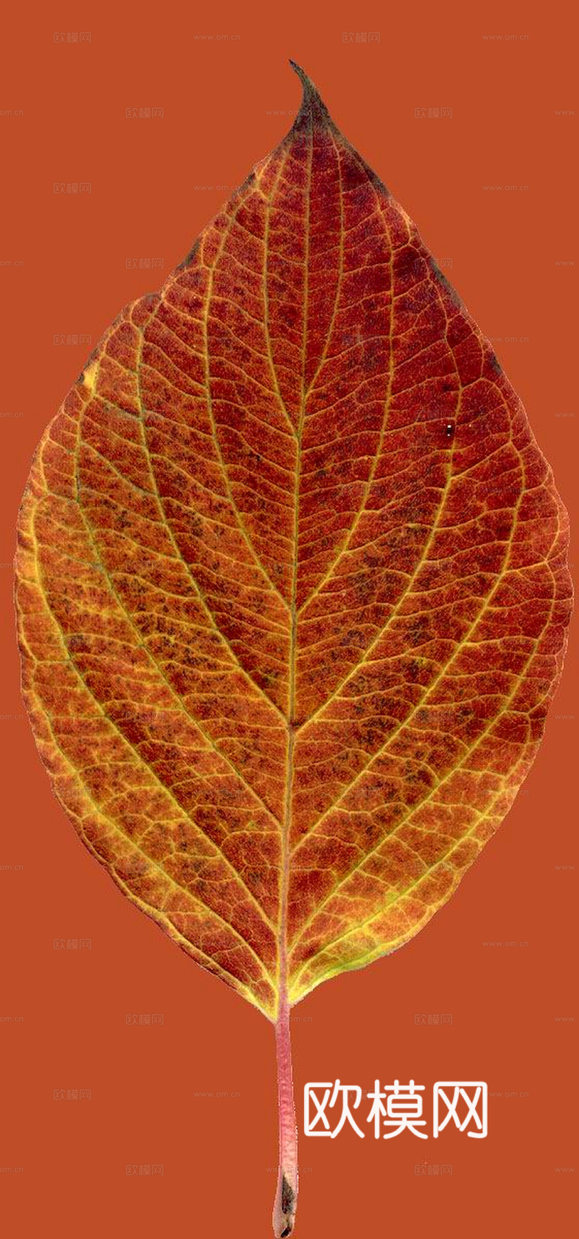 植物树叶 叶子  叶片纹理 绿叶 黄叶 红叶 绿植下载