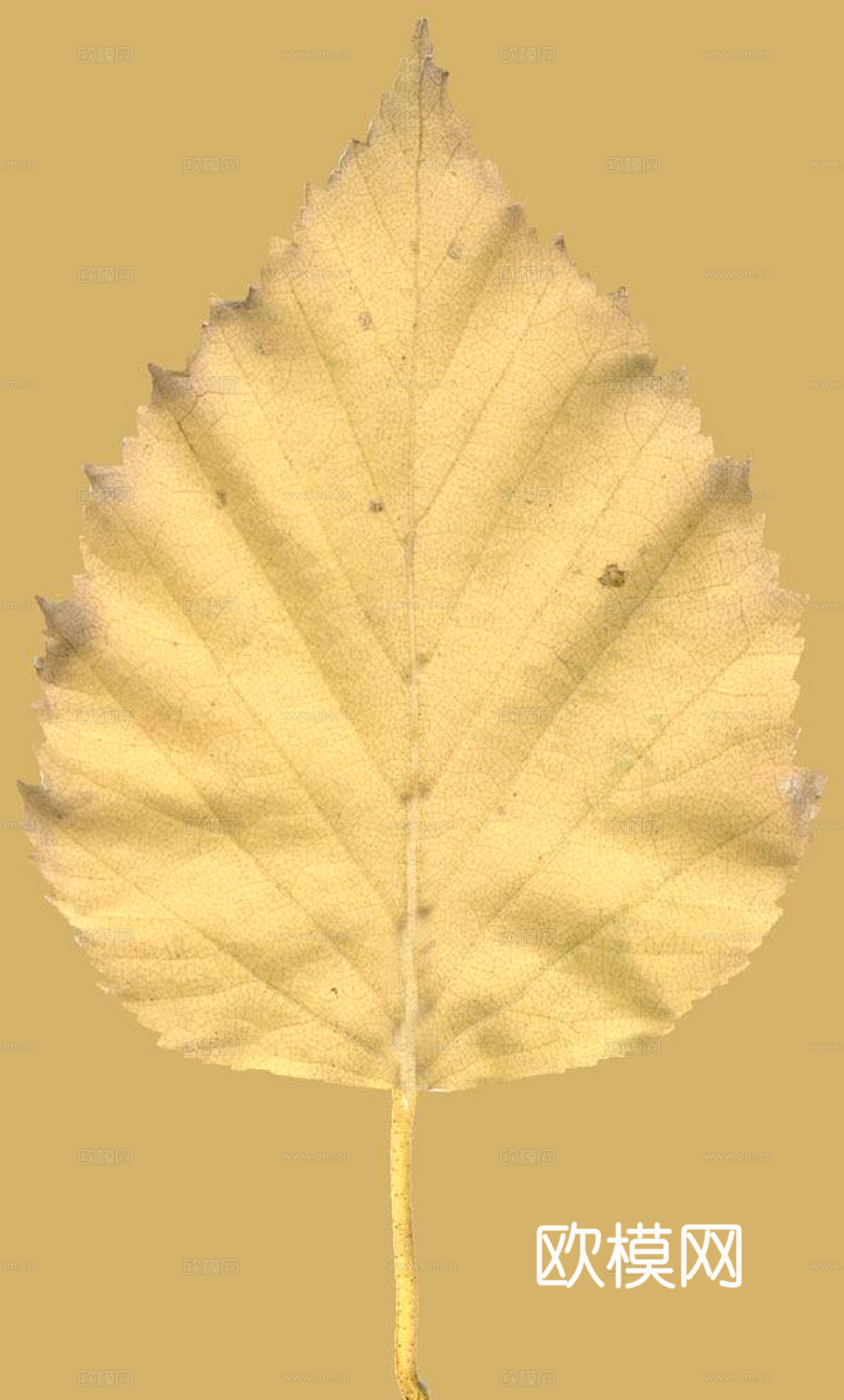 植物树叶 叶子  叶片纹理 绿叶 黄叶 红叶 绿植下载