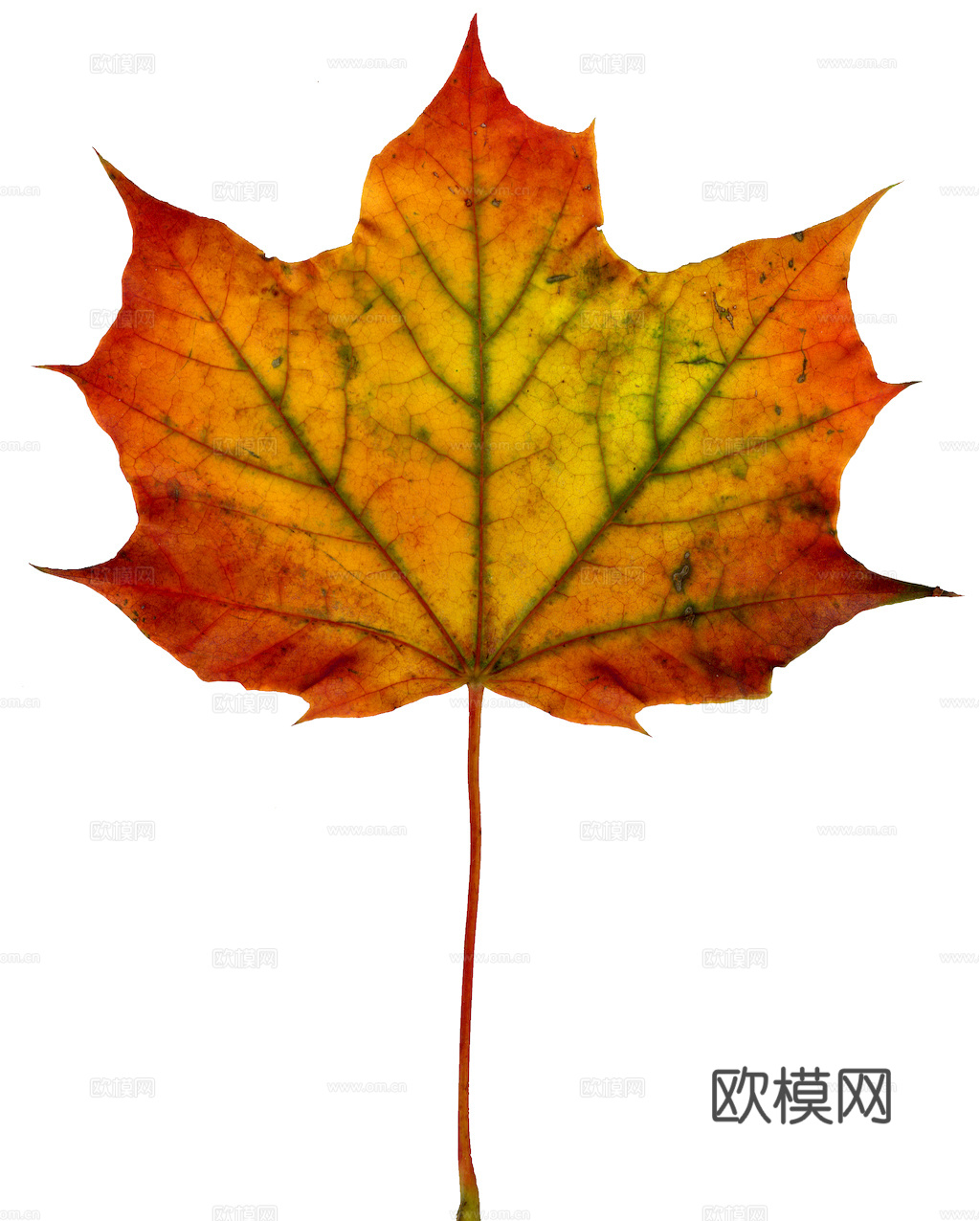 植物树叶 叶子  叶片纹理 绿叶 黄叶 红叶 绿植下载